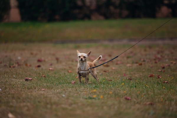 How Can UK Health Systems Adapt to Emerging Challenges?